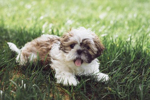 Free Adorable Shih Tzu puppy lying on green grass, enjoying a sunny day outdoors. Stock Photo