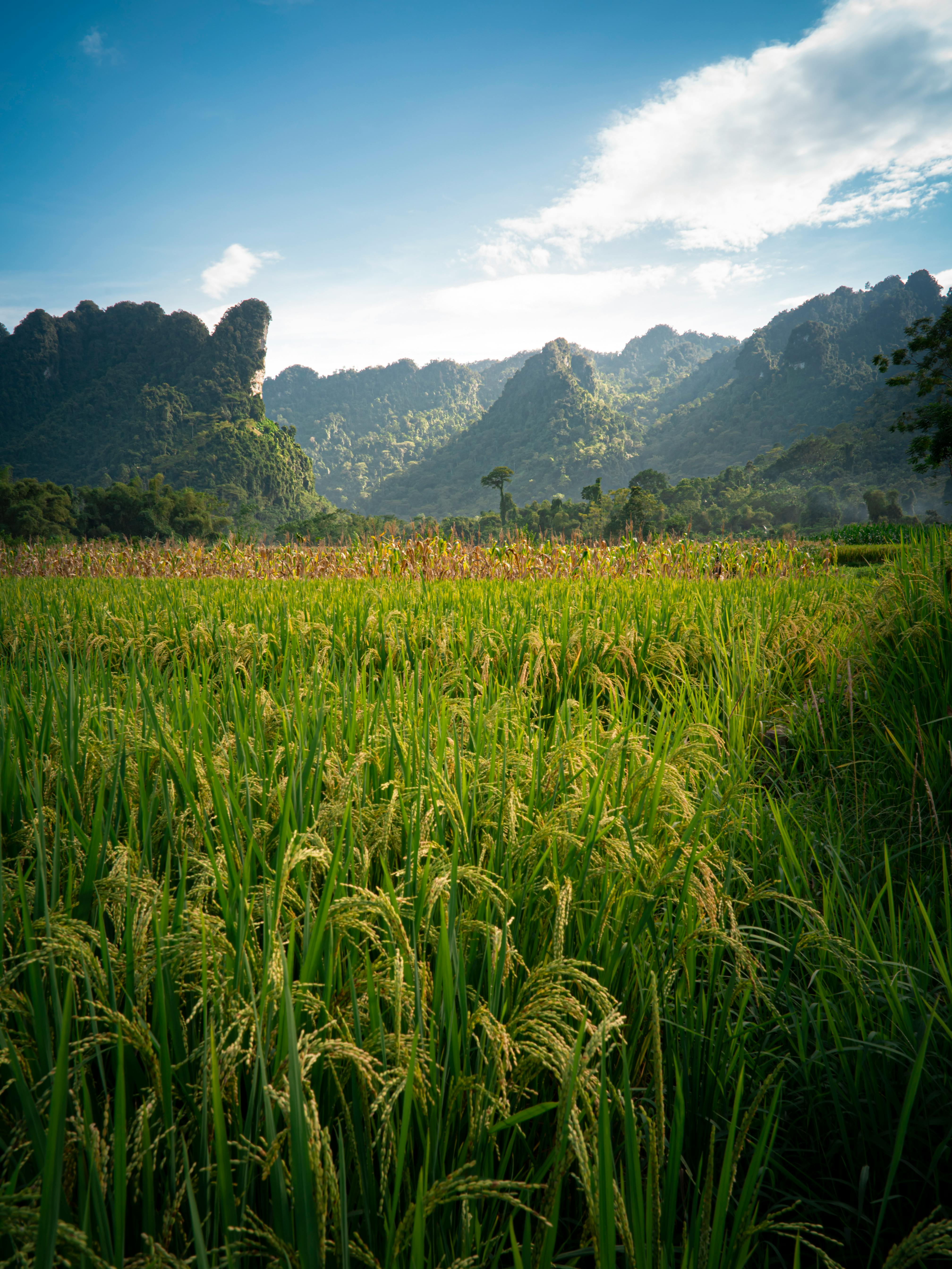 Miễn phí Ảnh lưu trữ miễn phí về ánh sáng ban ngày, bầu trời, bình yên Ảnh lưu trữ