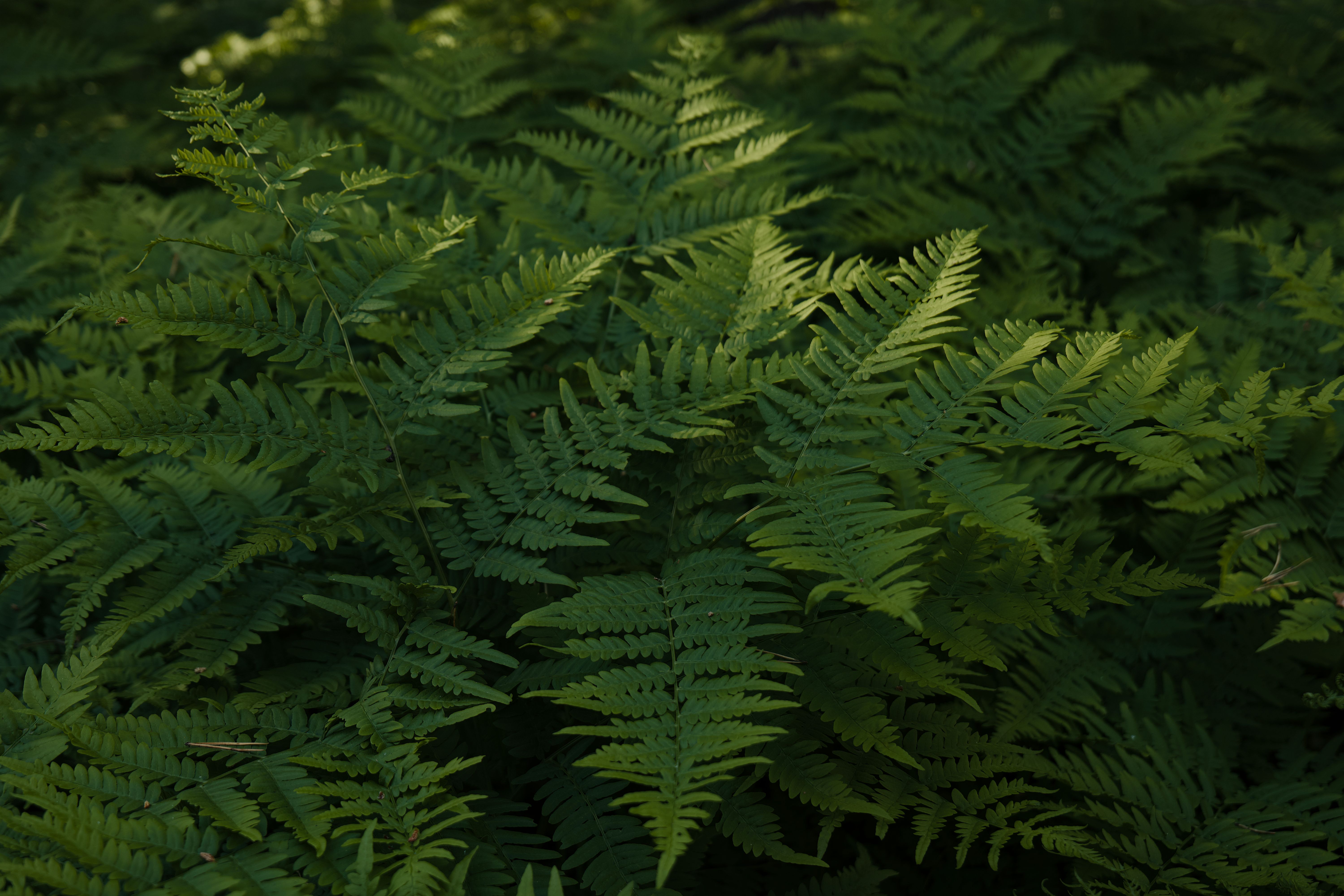 Layered green fern fronds in a natural shaded setting