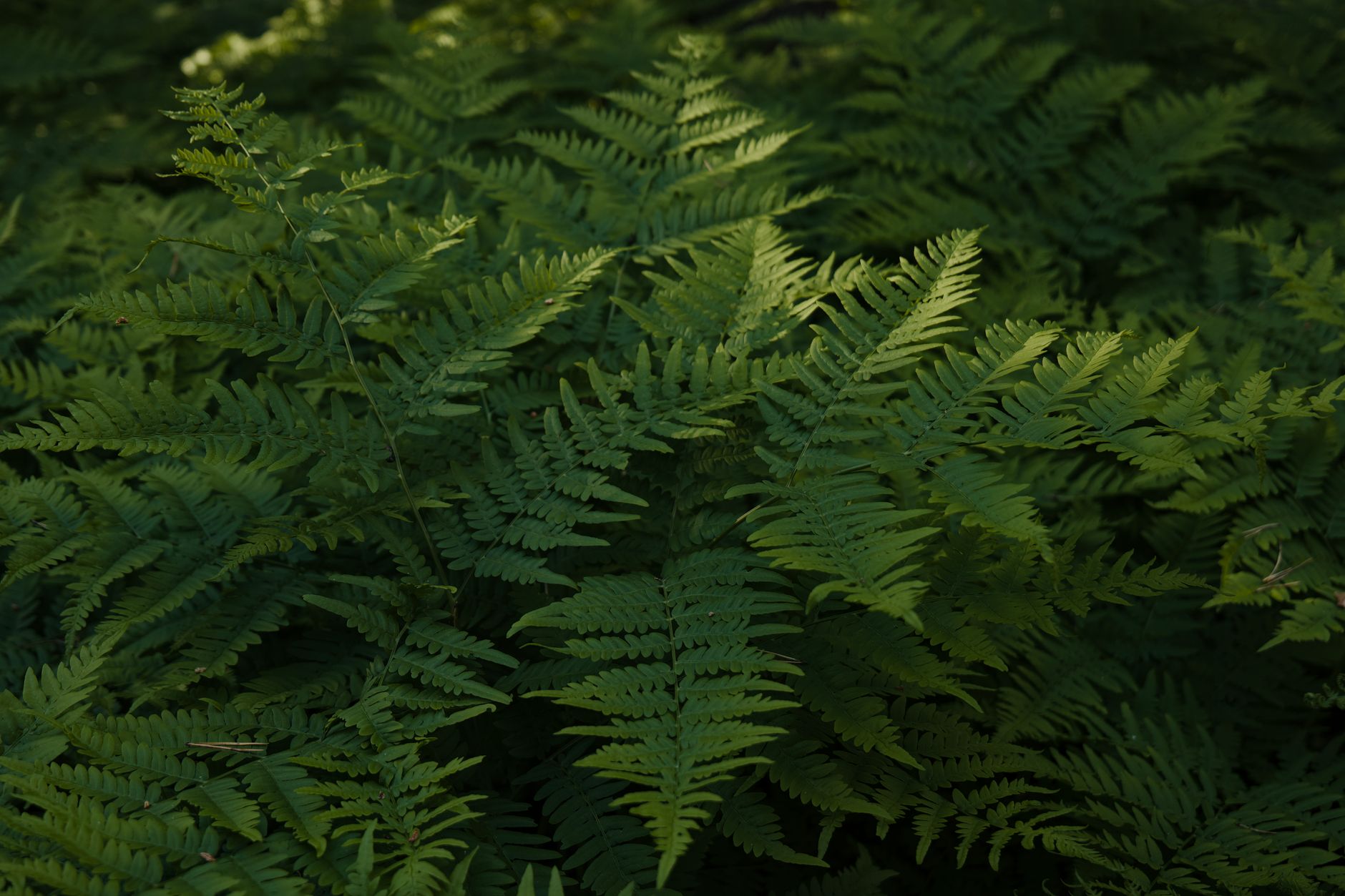 Layered green fern fronds in a natural shaded setting