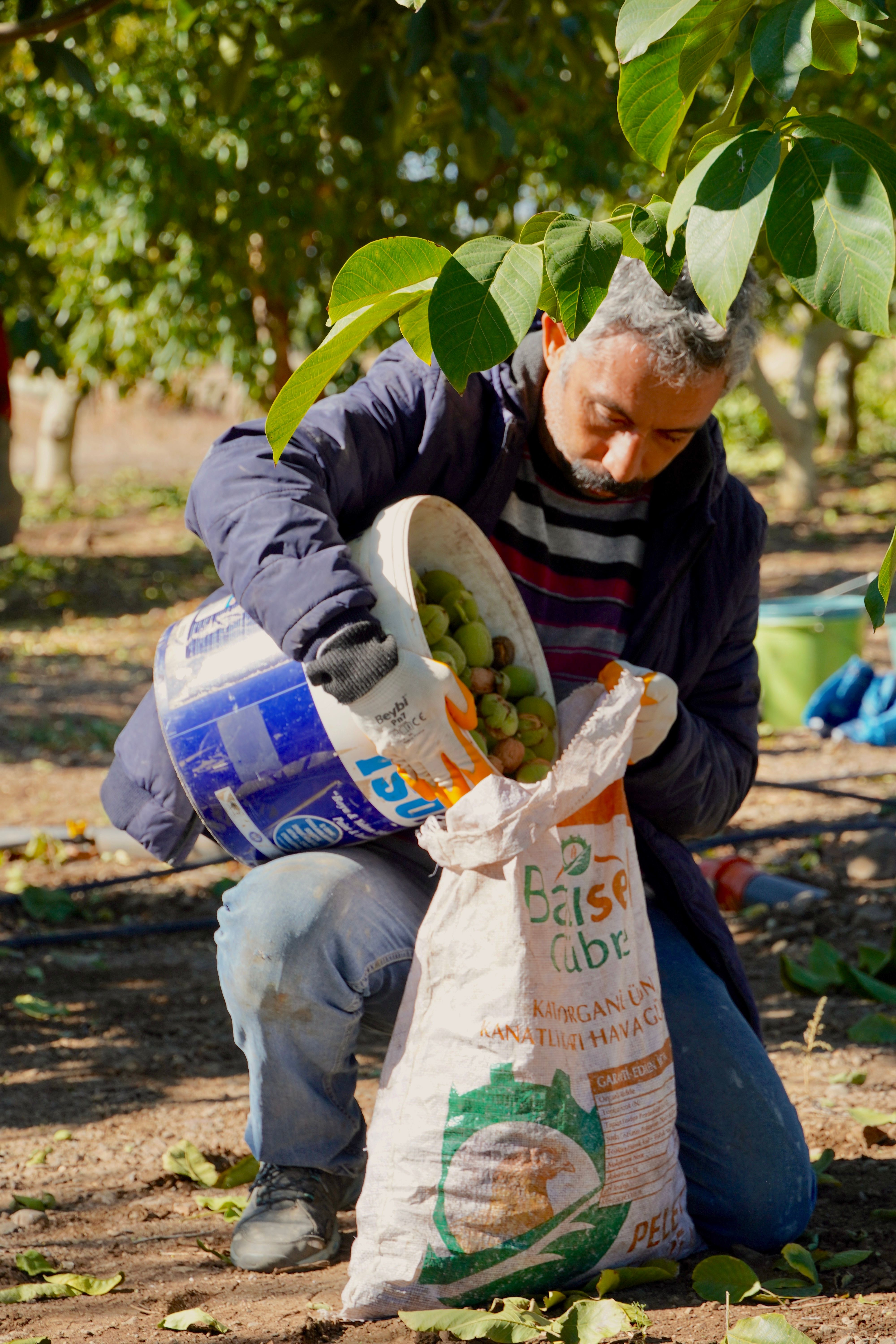 Man collecting walnuts in a sunny Turkish orchard, showcasing traditional agriculture.
