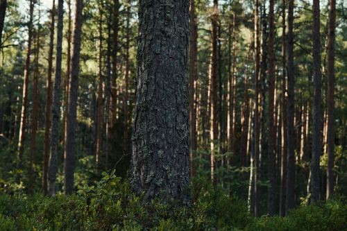 Free Serene view of a dense pine forest, perfect for nature lovers seeking tranquility. Stock Photo