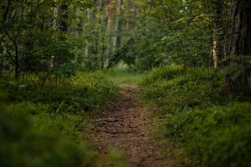 Free Tranquil forest path surrounded by lush greenery and trees in summer light. Stock Photo