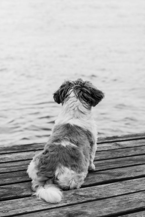 Free A cute Shih Tzu puppy sits on a wooden dock, gazing at the water. Stock Photo