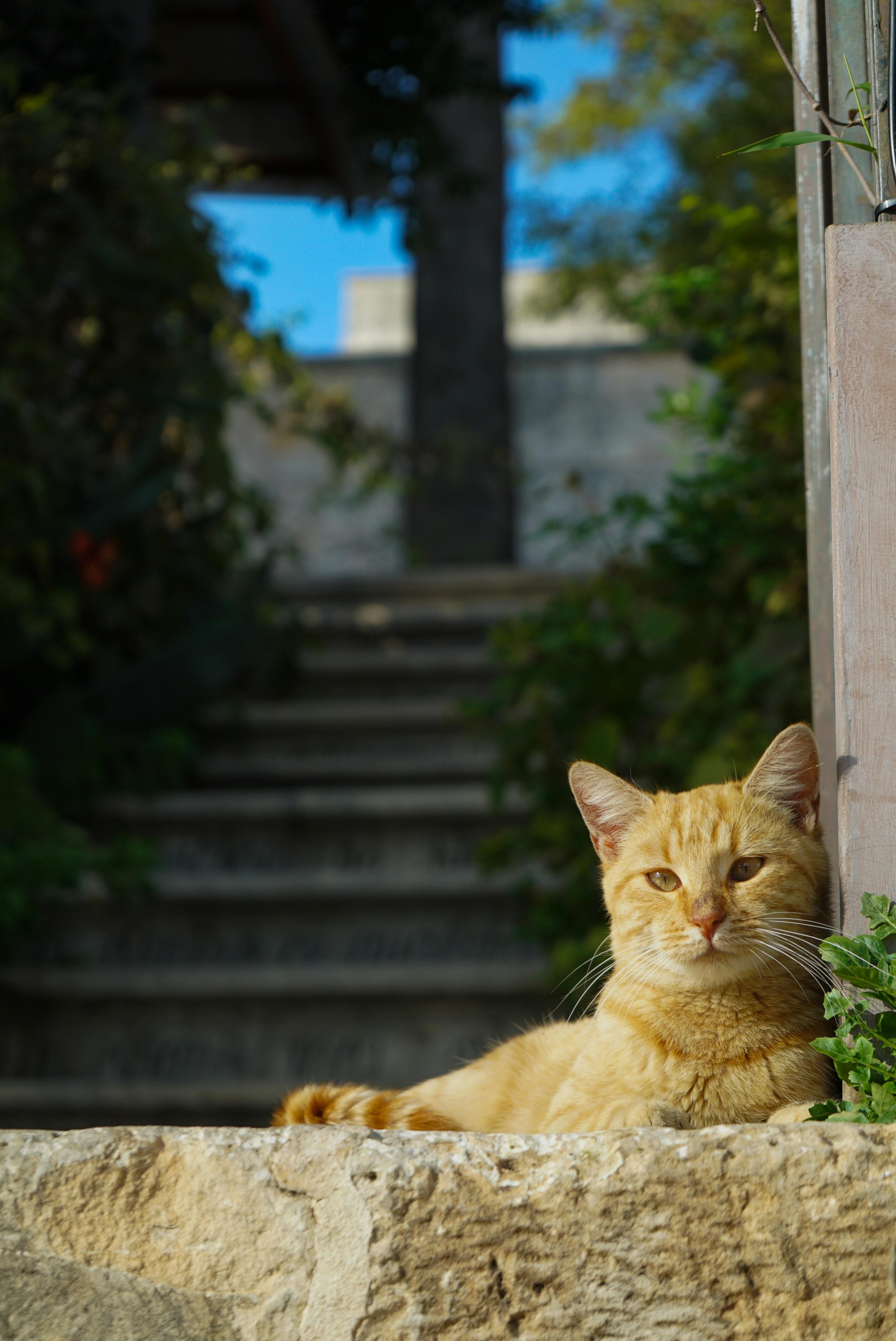 Reinigungsprodukte für Katzenurin