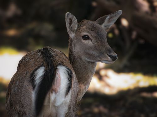 Free Close-up of a young fallow deer in a natural forest setting. Stock Photo