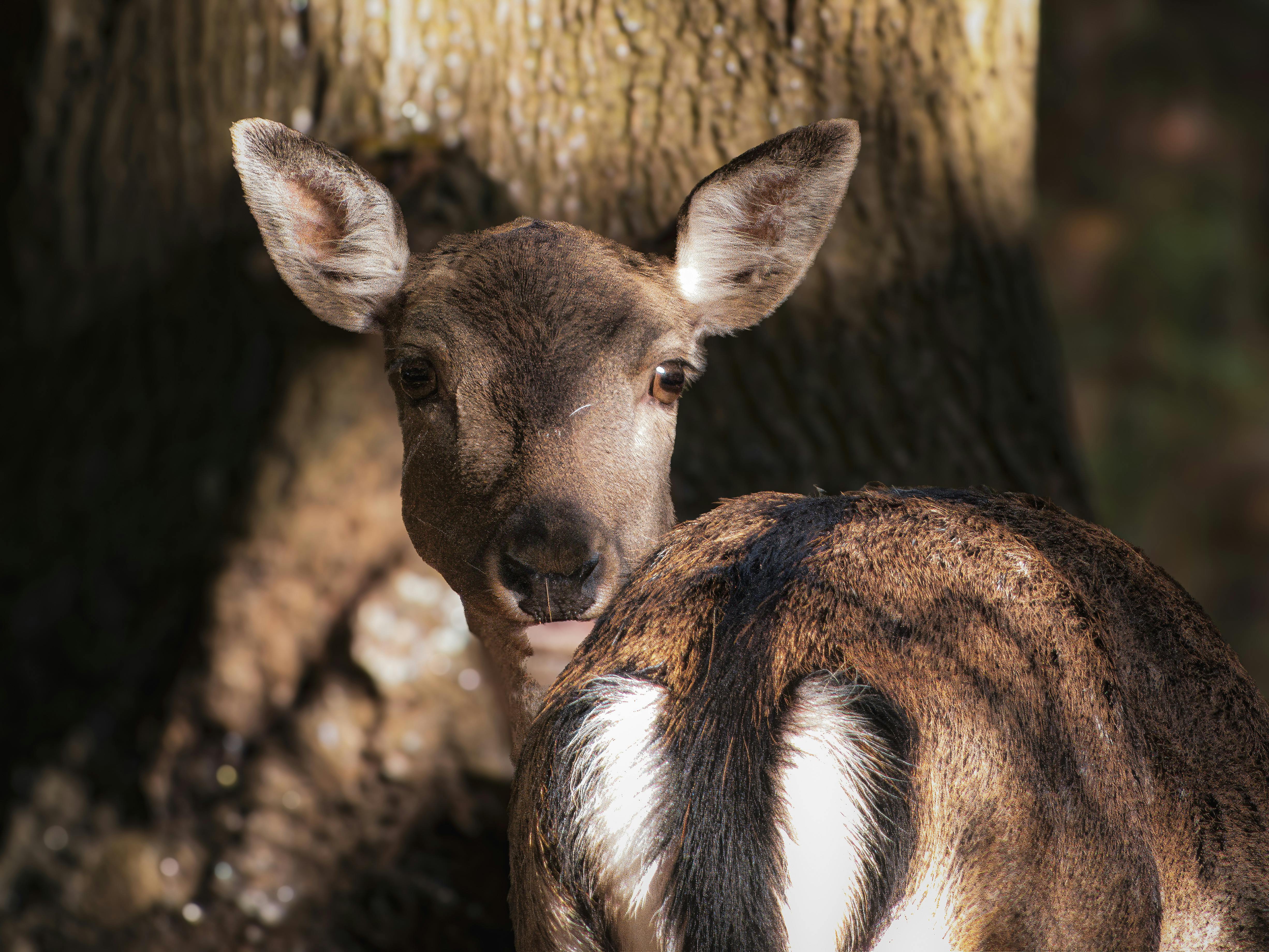grátis Um cervo voltando para uma floresta iluminada pelo sol, exibindo seu olhar curioso. Foto profissional