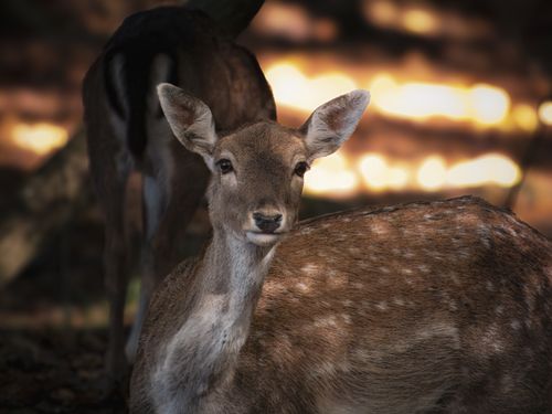 Free A serene young deer resting in a sunlit forest setting, gazing calmly. Stock Photo