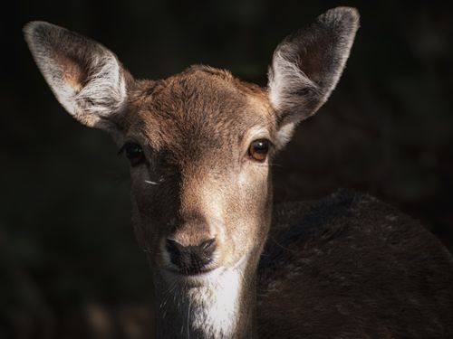 Free A detailed portrait of a deer with natural lighting in a forest setting. Stock Photo
