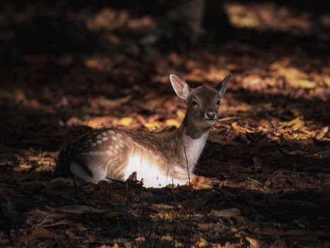 A young deer fawn resting on a bed of autumn leaves in a serene forest.