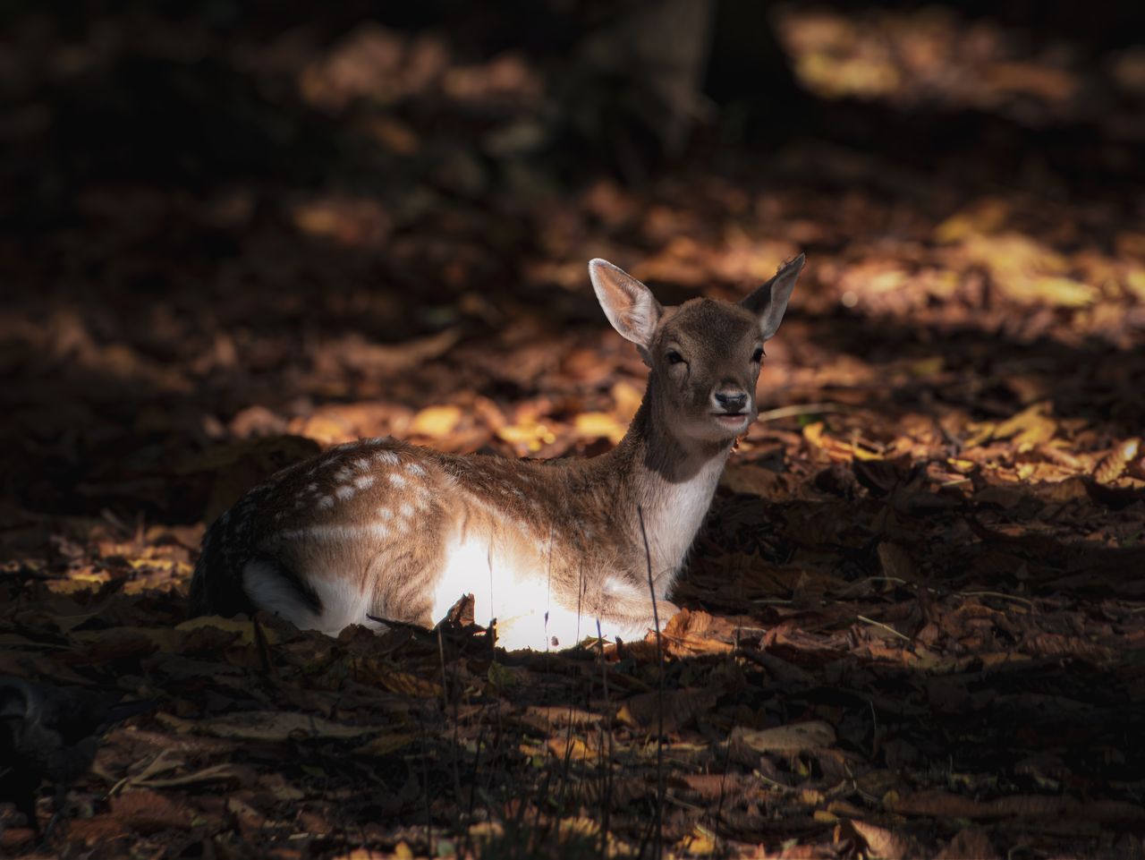 a young deer fawn resting on a bed of autumn leaves in a serene forest
