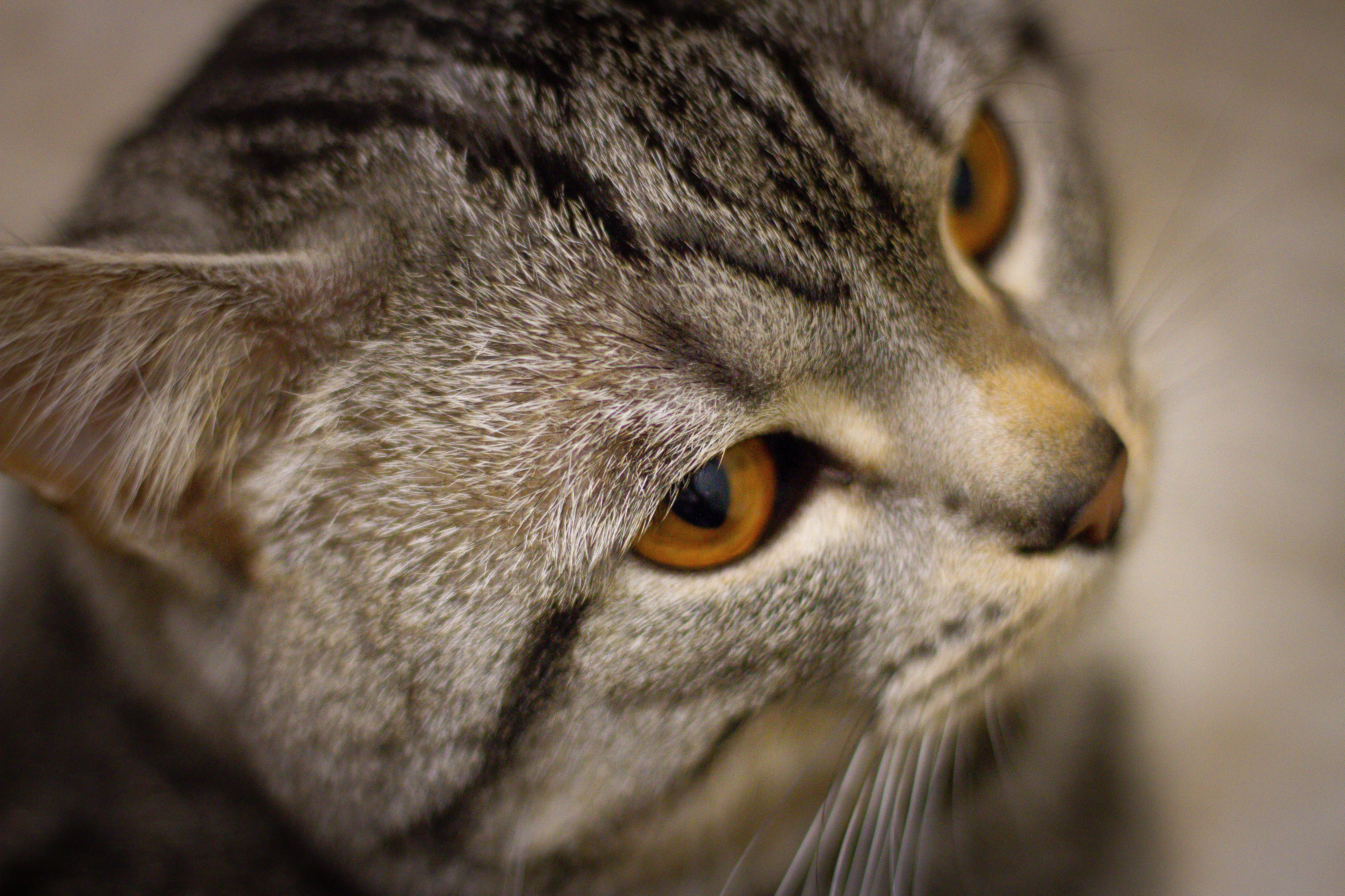 Portrait of a cat at a veterinary clinic