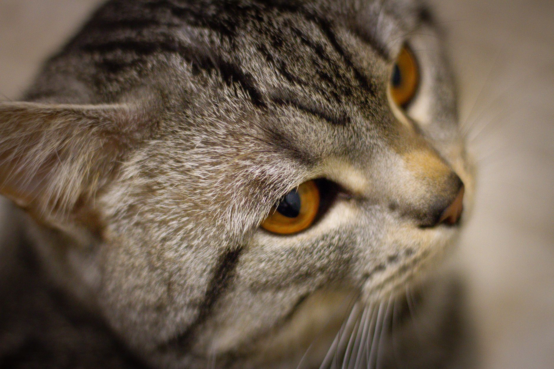 Portrait of a cat at a veterinary clinic