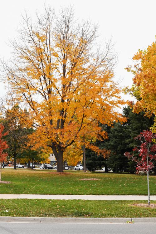 Free A stunning autumn landscape featuring a large tree with vibrant golden leaves in an urban park setting. Stock Photo