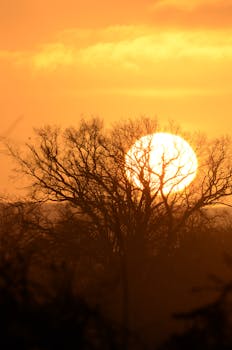 Peaceful sunrise scene showcasing silhouetted trees against an orange sky.