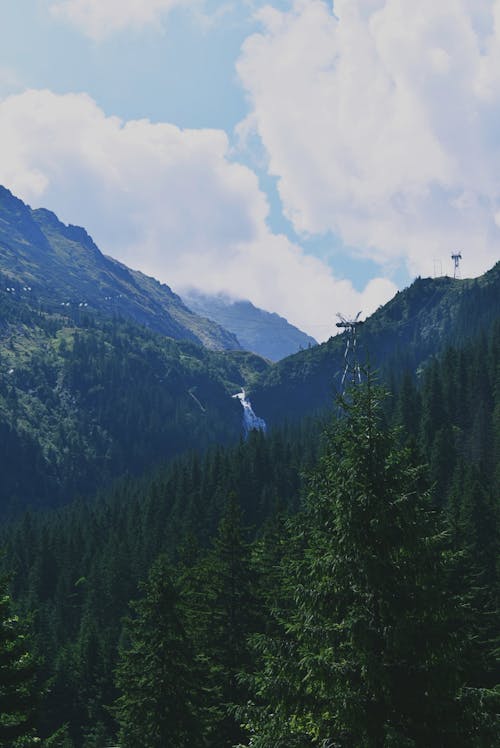 Free Aerial Photo of Pine Trees Stock Photo