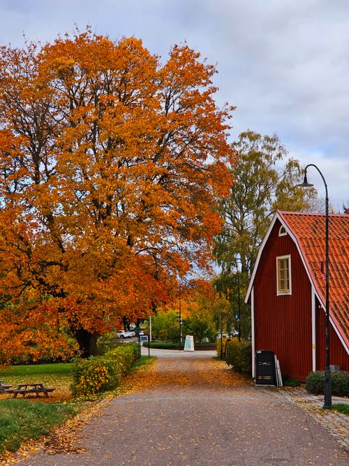 Free Picturesque autumn scenery in Uppsala with orange foliage and a classic red barn. Stock Photo