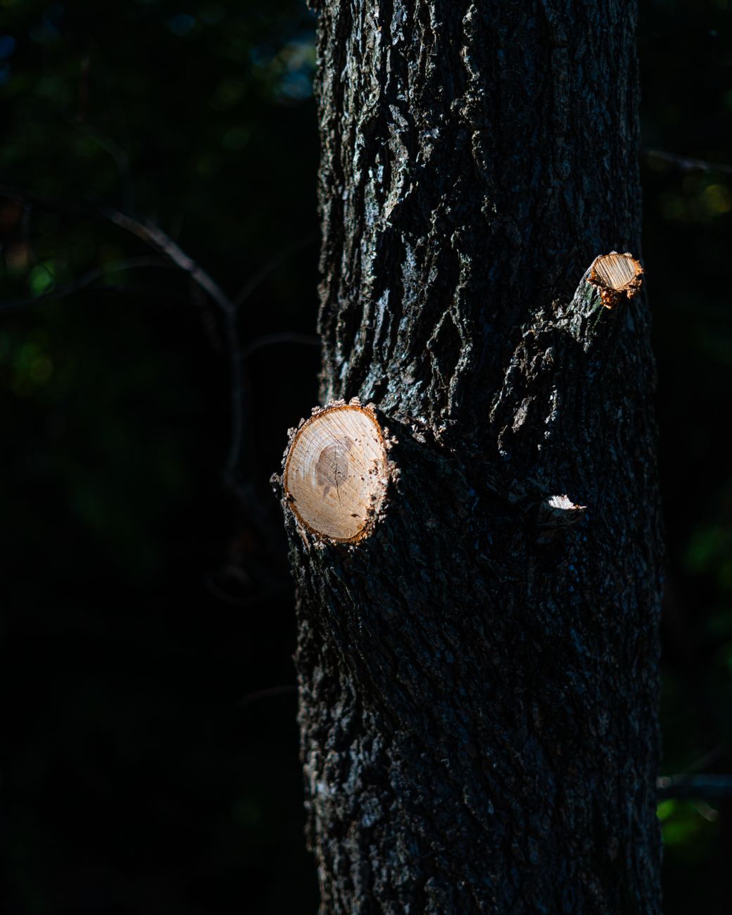 tree wound after pruning