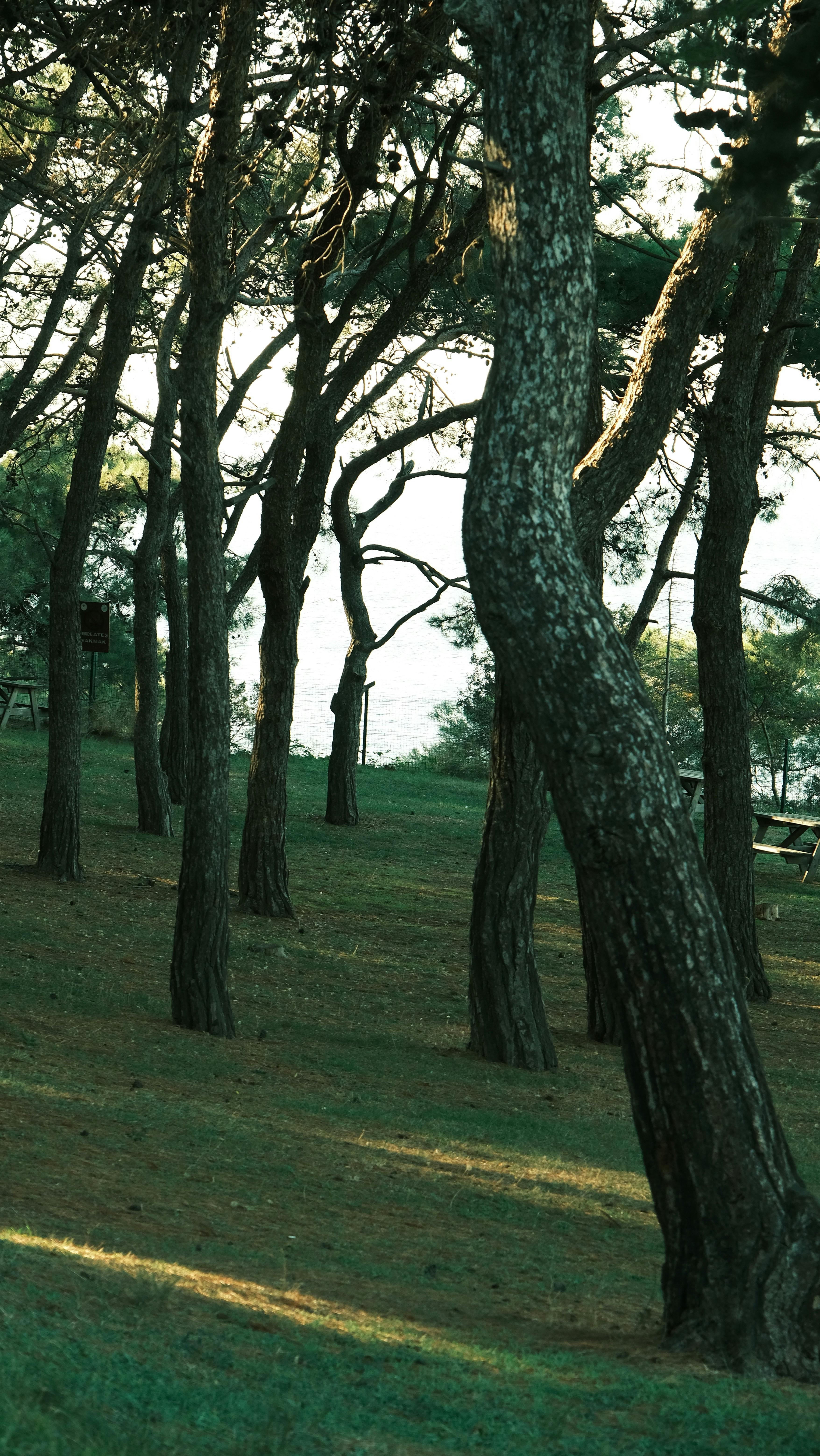 Peaceful forest scene with bent trees and ocean view, ideal for nature themes.