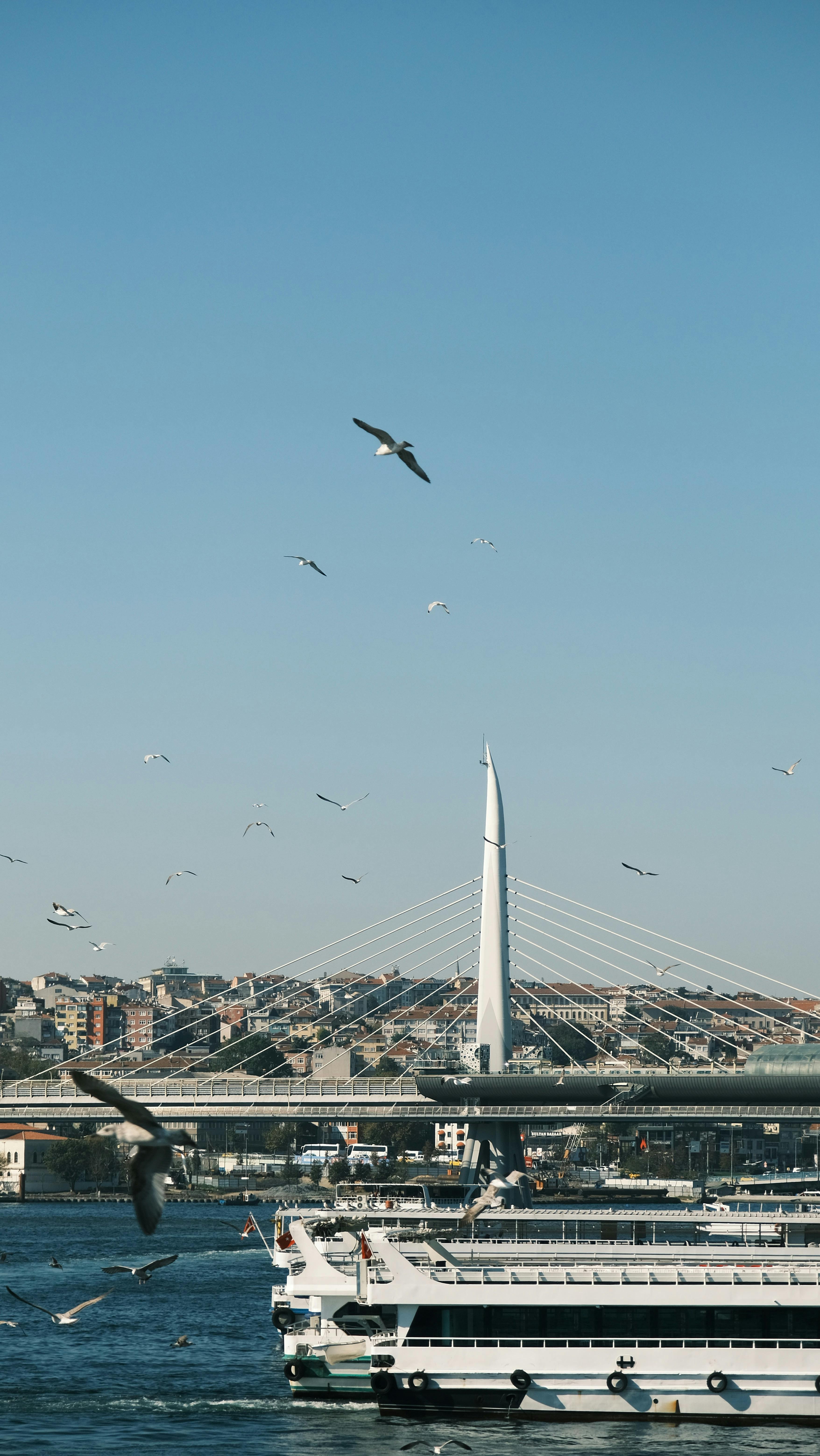 Seagulls soaring over a contemporary bridge with a vibrant cityscape in the background.