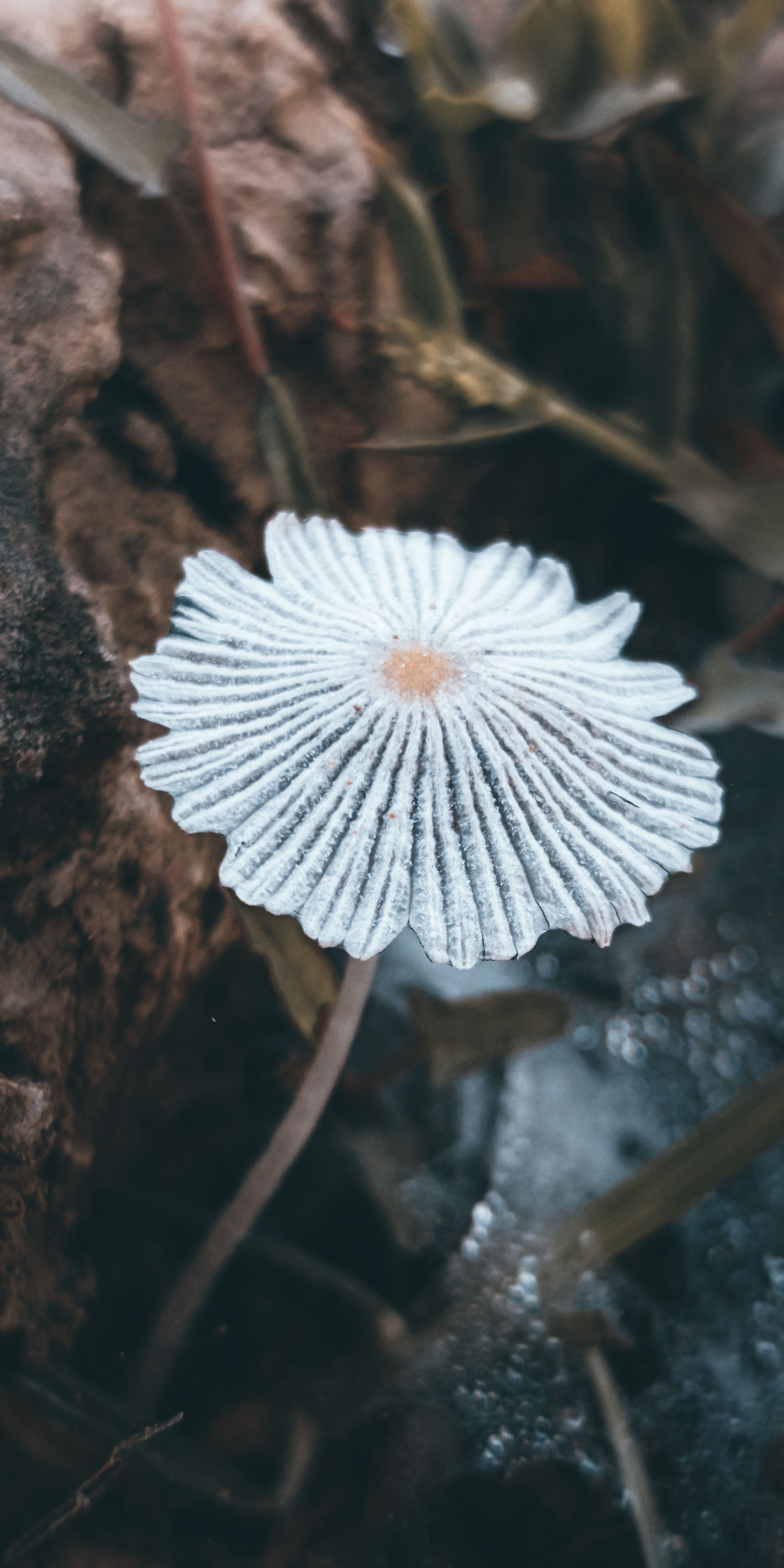 Fotomural Fotolia