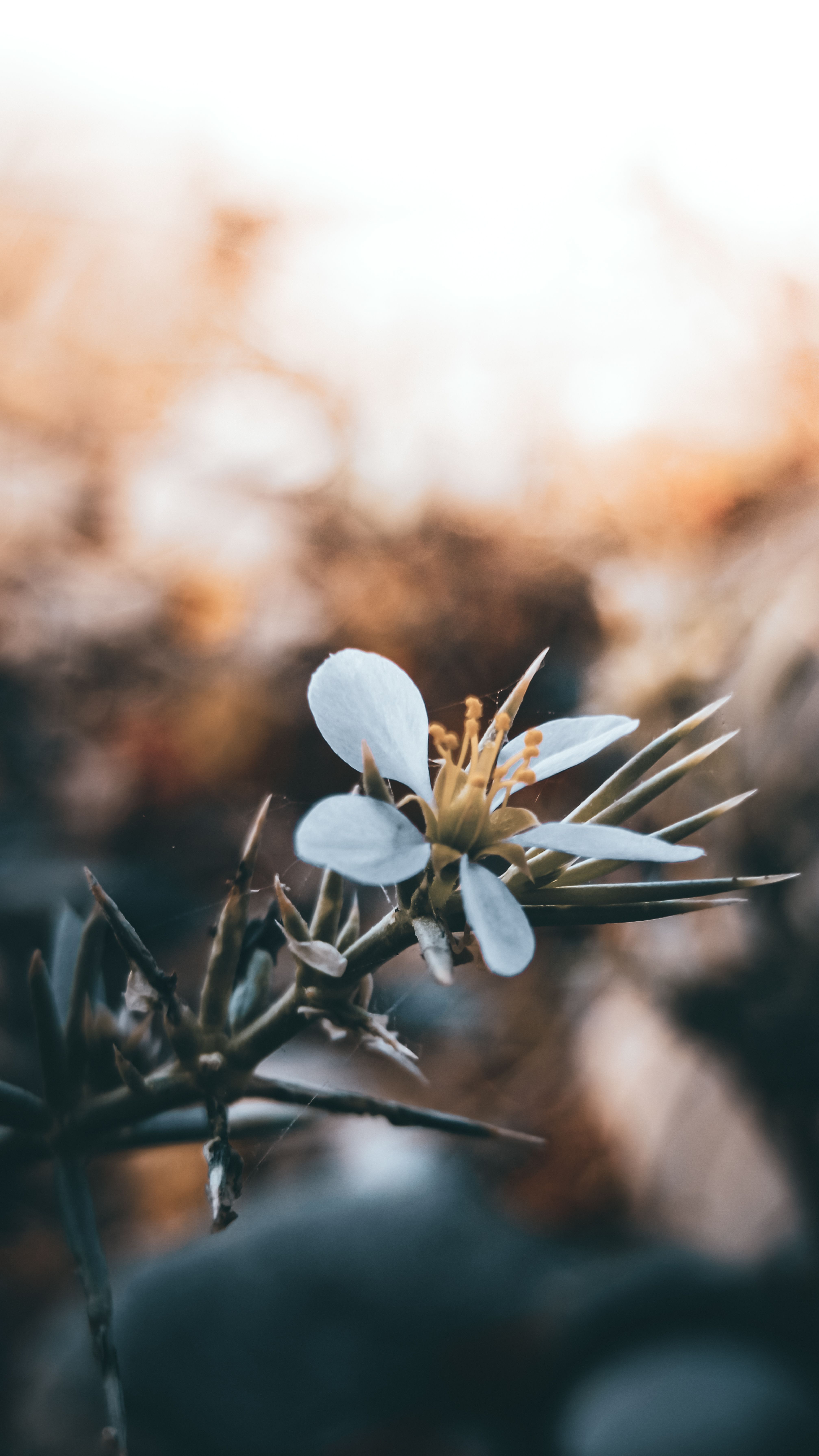 Close-up of a Delicate White Flower in Bloom · Free Stock Photo