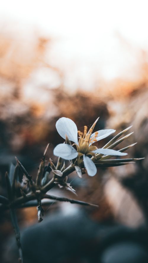 Free A serene close-up of a white flower with a soft-focus background, highlighting nature's beauty. Stock Photo