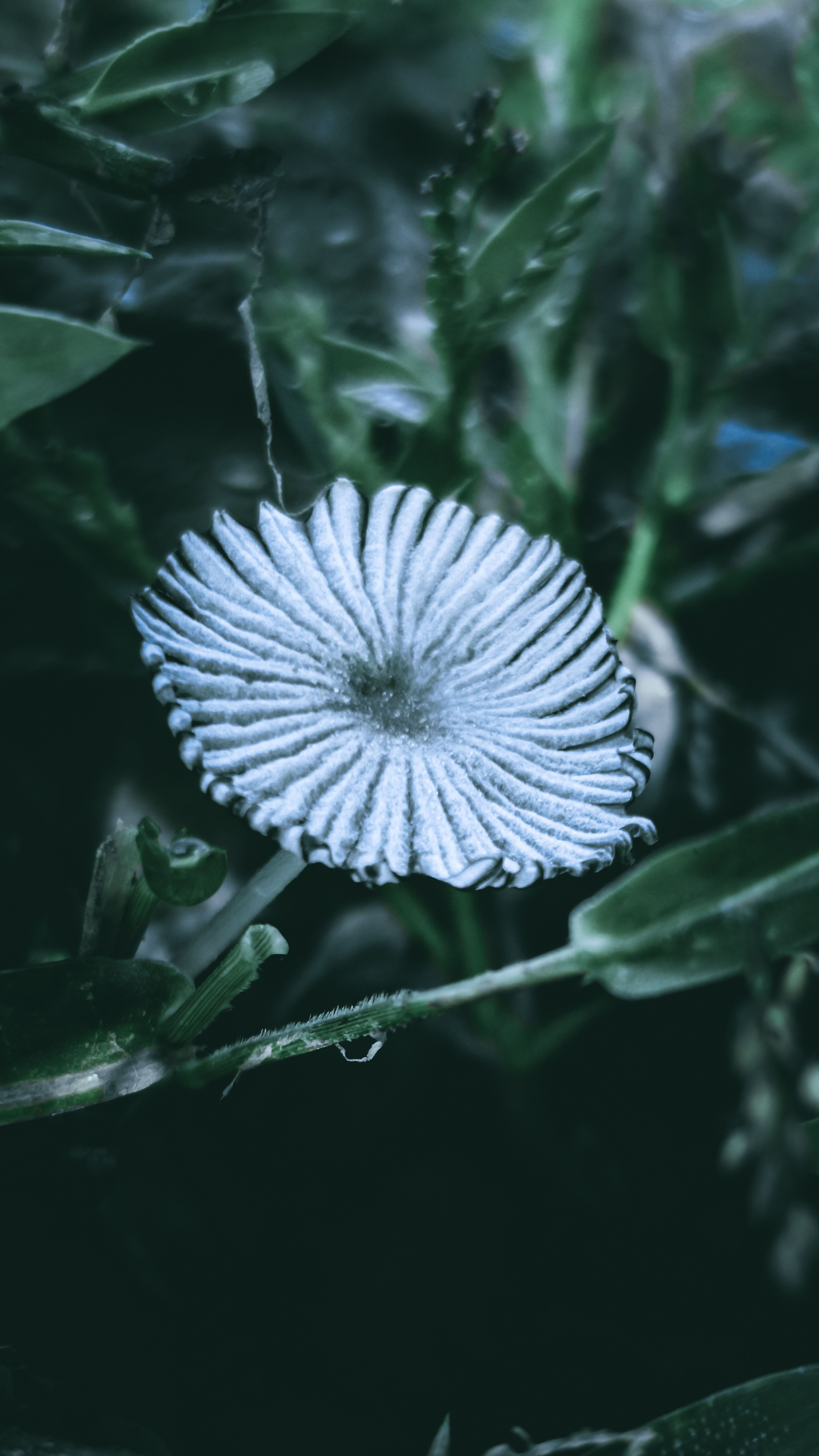 Detailed macro shot of a white mushroom surrounded by lush greenery.
