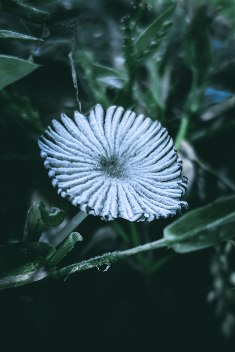 Detailed macro shot of a white mushroom surrounded by lush greenery.
