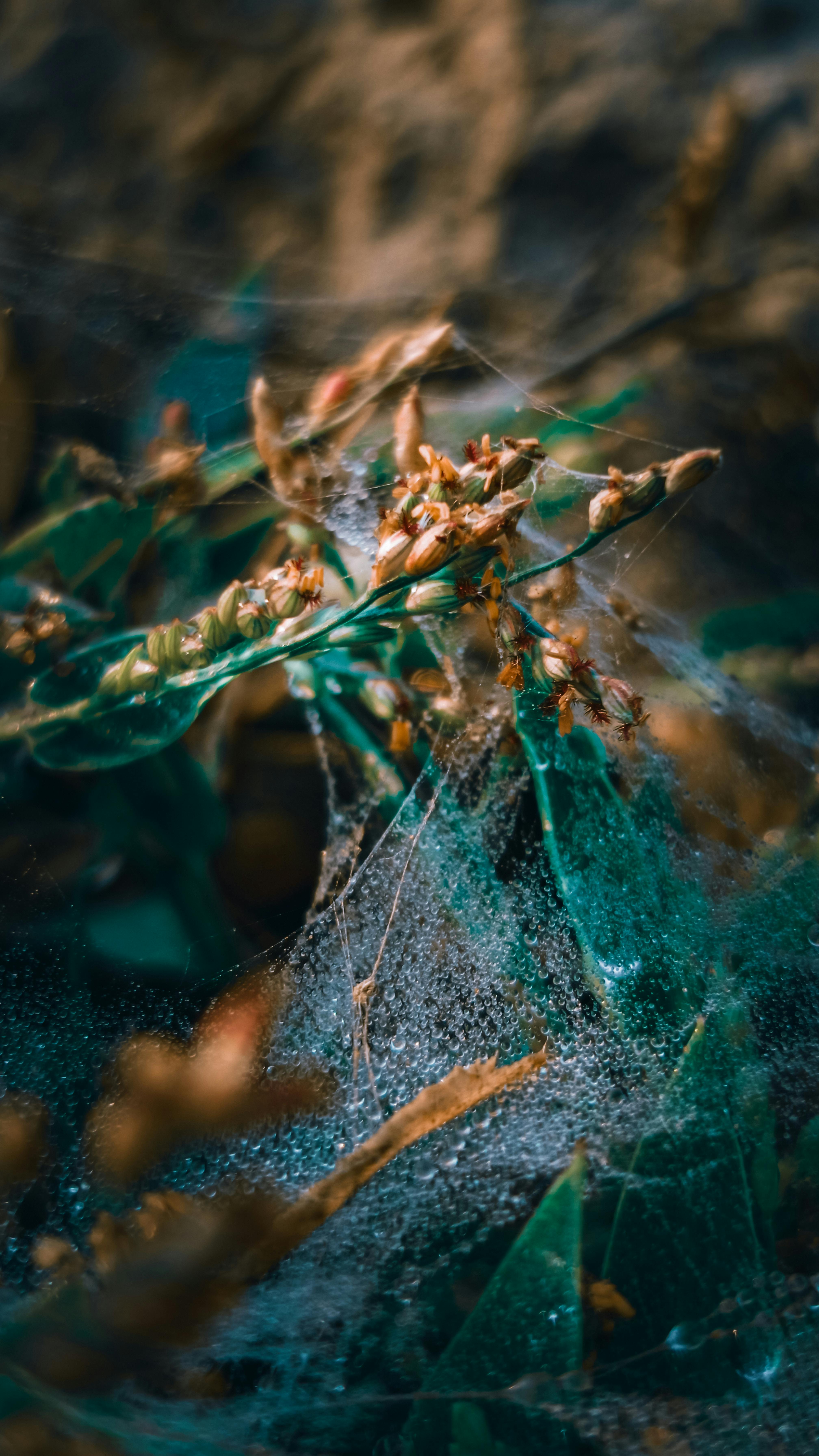 Close-up of a delicate spider web on vibrant autumn leaves, showcasing natural beauty.