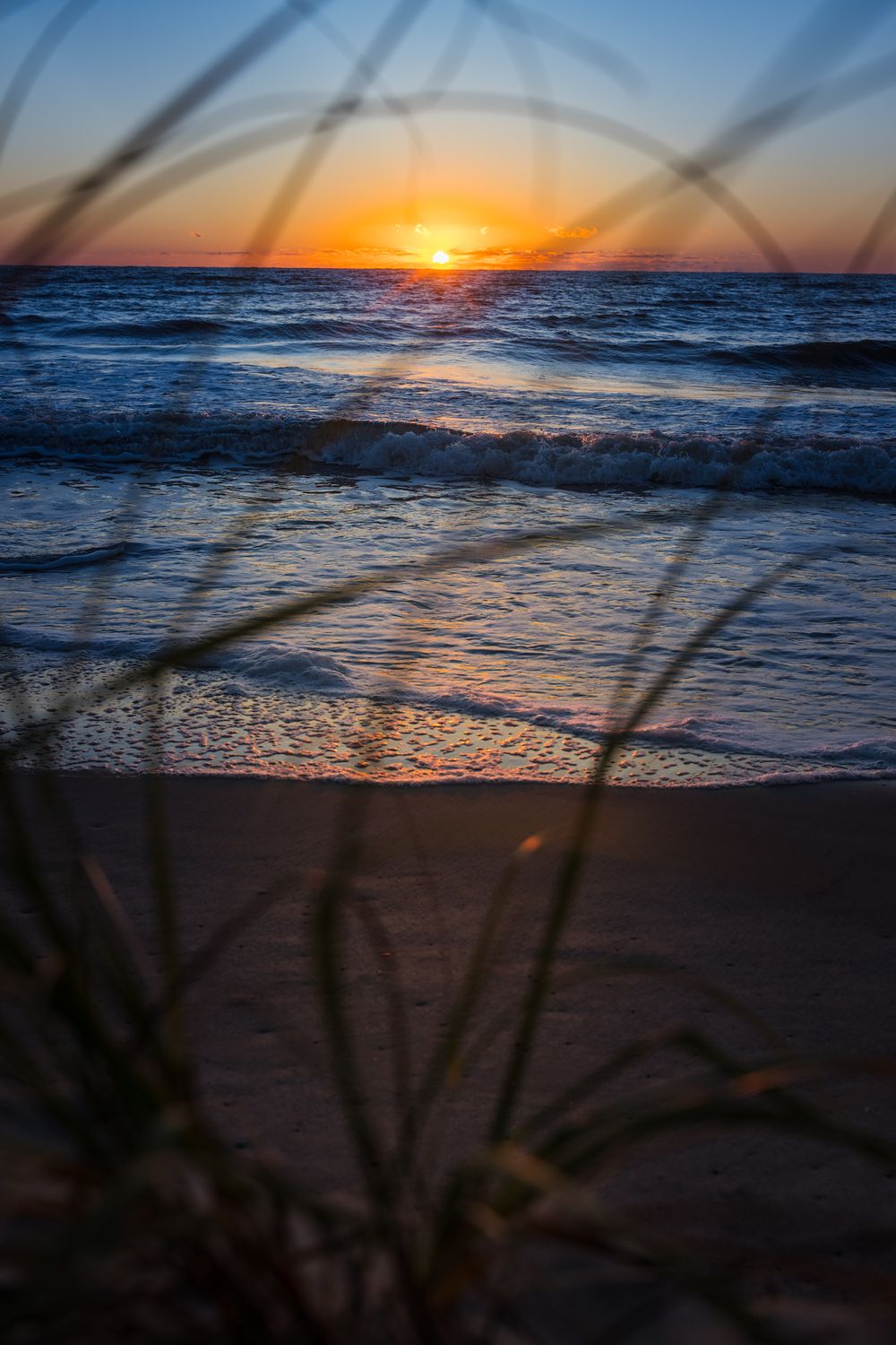 Beach grass catching the last of the light