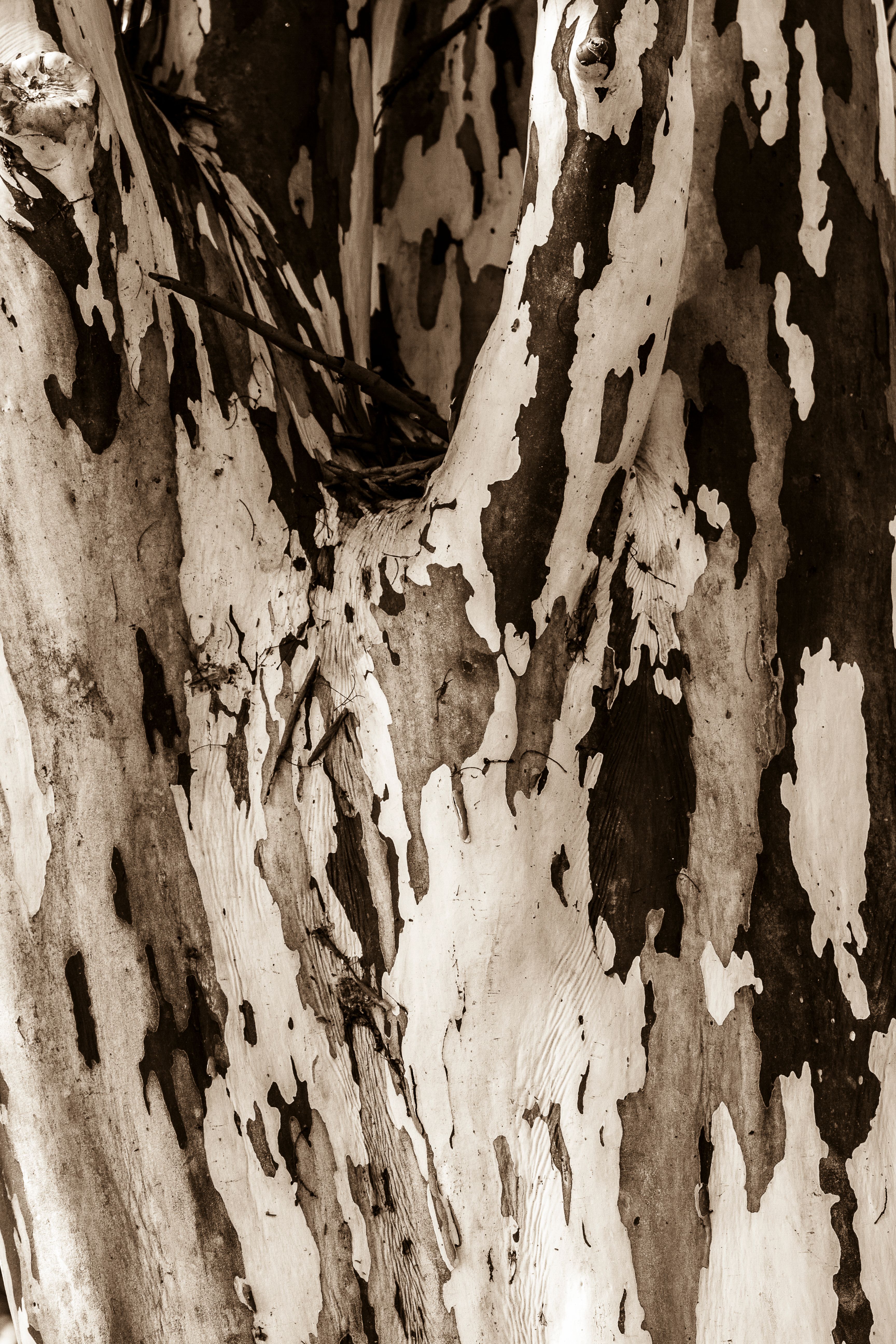 Fotomural Vista detallada de un tronco de árbol con textura de corteza manchada, mostrando patrones naturales.