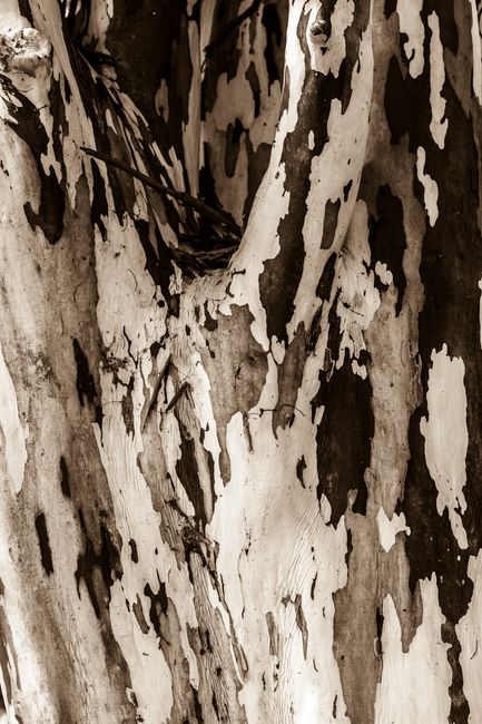 Fotomural Vista detallada de un tronco de árbol con textura de corteza manchada, mostrando patrones naturales.