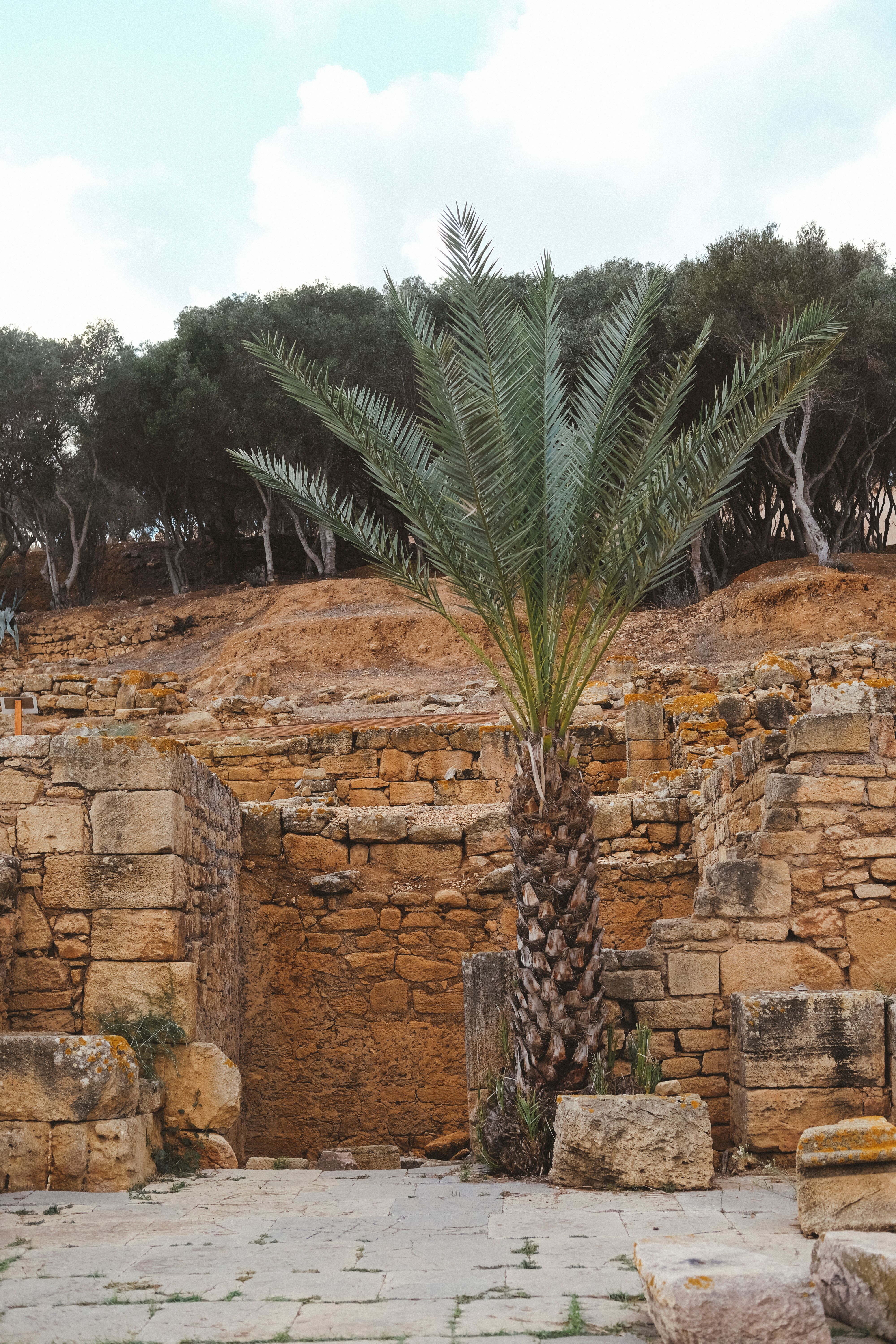 Ancient Ruins with Date Palm in Rabat · Free Stock Photo