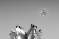 Black and White Pigeons on a Sculpture