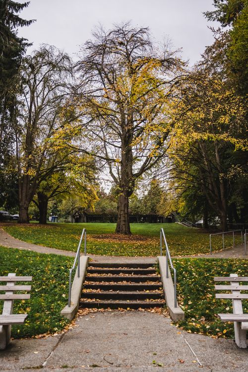 Free A serene park scene in autumn, featuring a majestic tree and fallen leaves in Seattle, Washington. Stock Photo