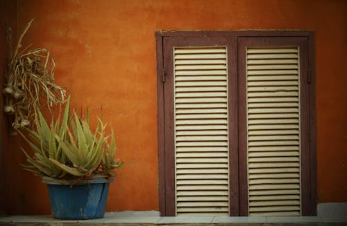 Free stock photo of balcony, cactus, garlic