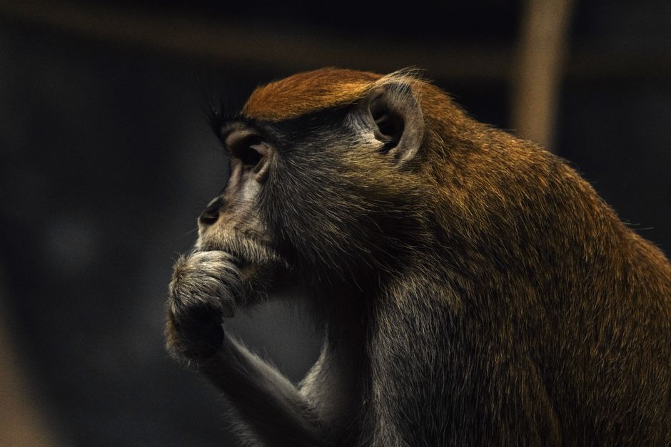 A deep-thinking monkey profile captured in a dimly lit setting, emphasizing its natural ponderous pose.