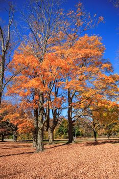 Stunning autumn maple trees displaying vibrant orange foliage in a serene park setting.