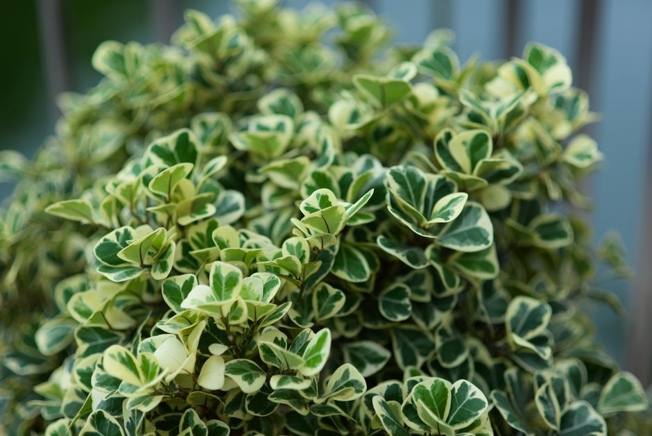 Ficus pumila