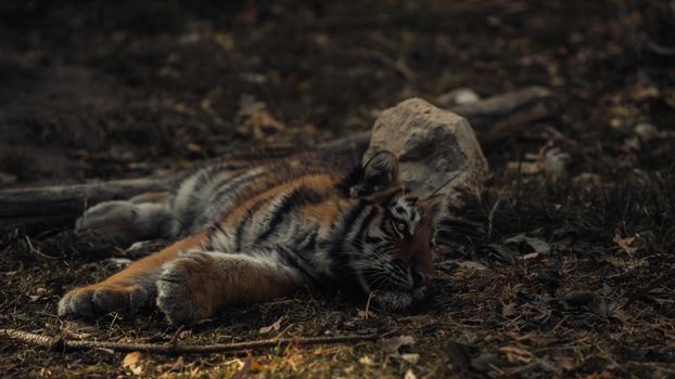 A young tiger cub resting on grass, blending with its natural surroundings in a serene outdoor scene.