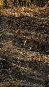 An Amur tiger prowling through an autumn forest with fallen leaves, capturing nature's beauty.