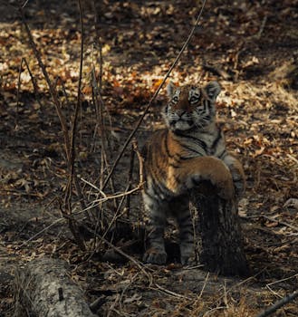 Tiger cub resting on a log in forest, surrounded by autumn leaves. Perfect for animal lovers.
