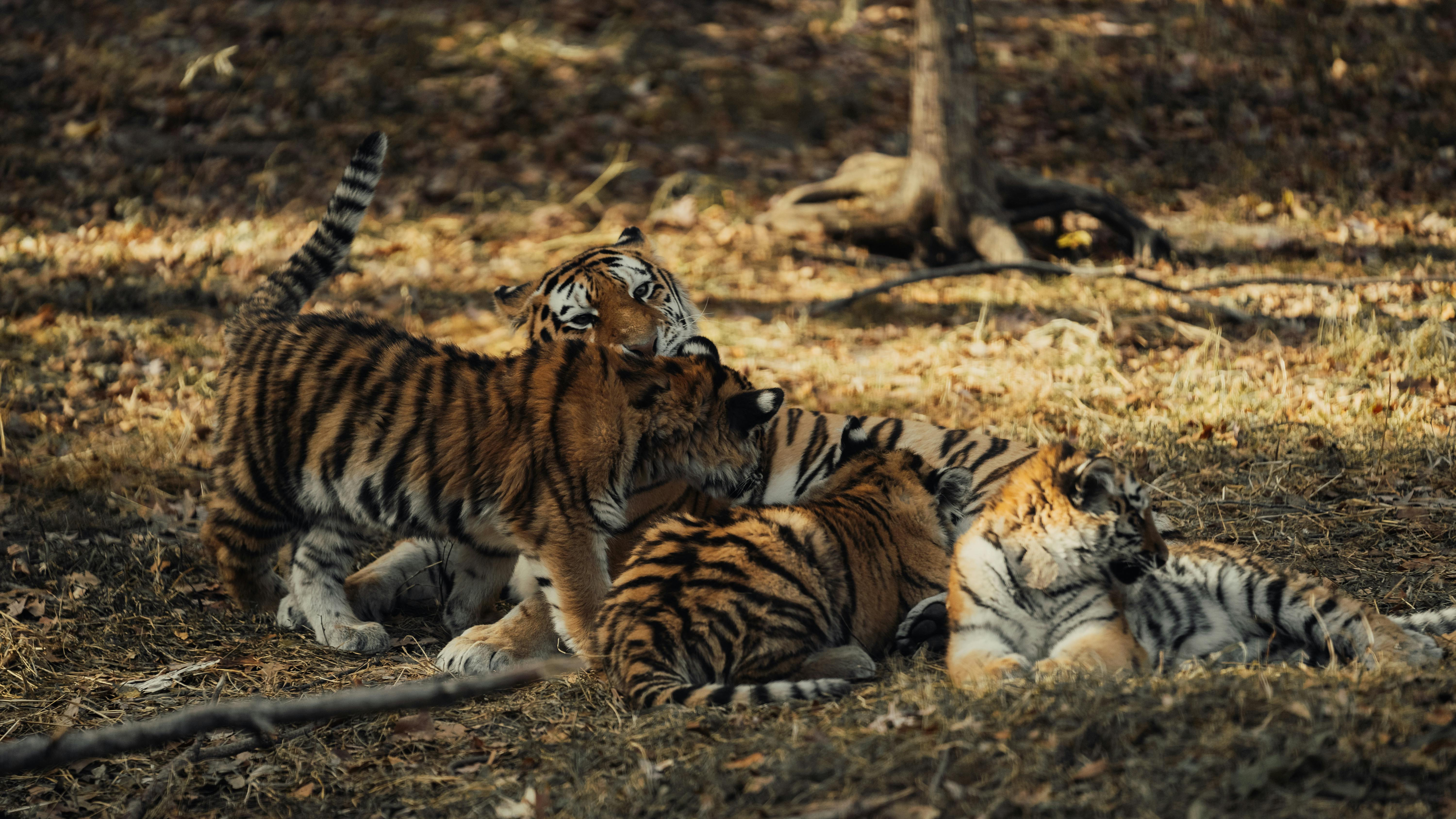 playful tiger cubs in natural habitat