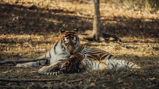 A serene moment of a tiger and its cub resting in the forest, captured in natural lighting.