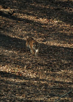 A young tiger cub walking on the forest ground covered with leaves.