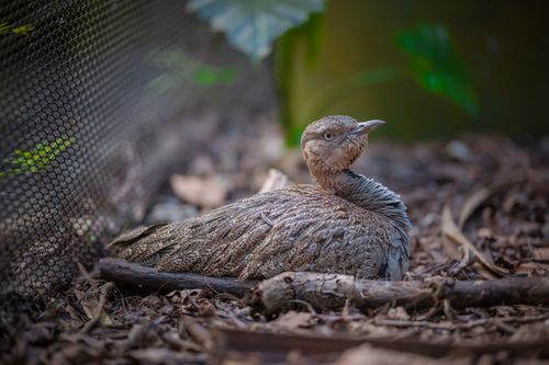 Free A brown bird camouflaged amid leaves on a forest floor, displaying intricate feather patterns. Stock Photo