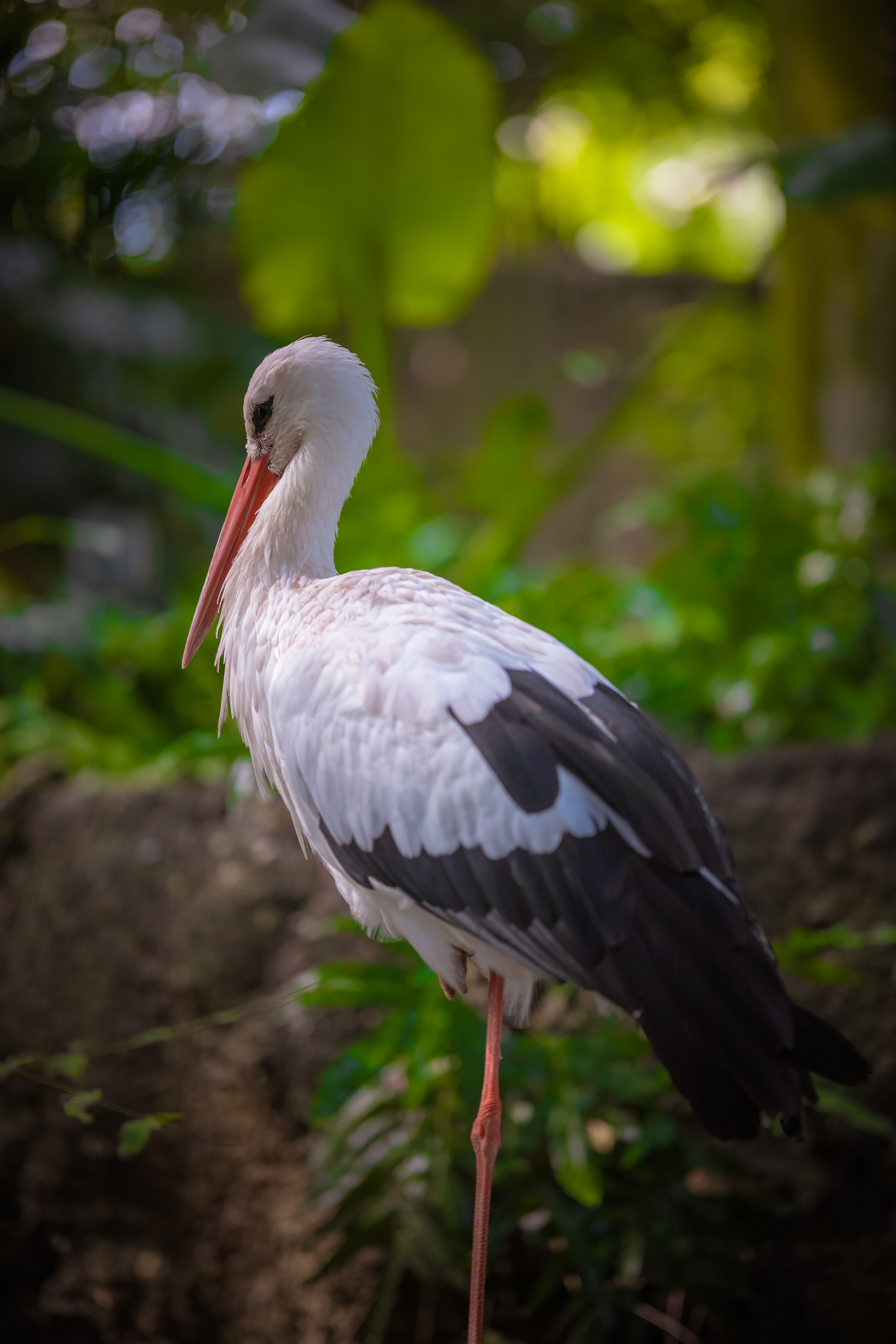 Elegant White Stork in Lush Greenery · Free Stock Photo