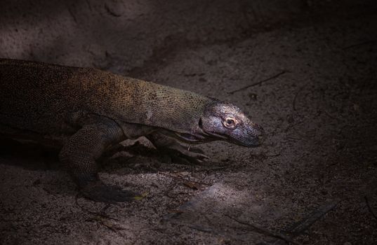 Komodo dragons with a ranger — Komodo Islands