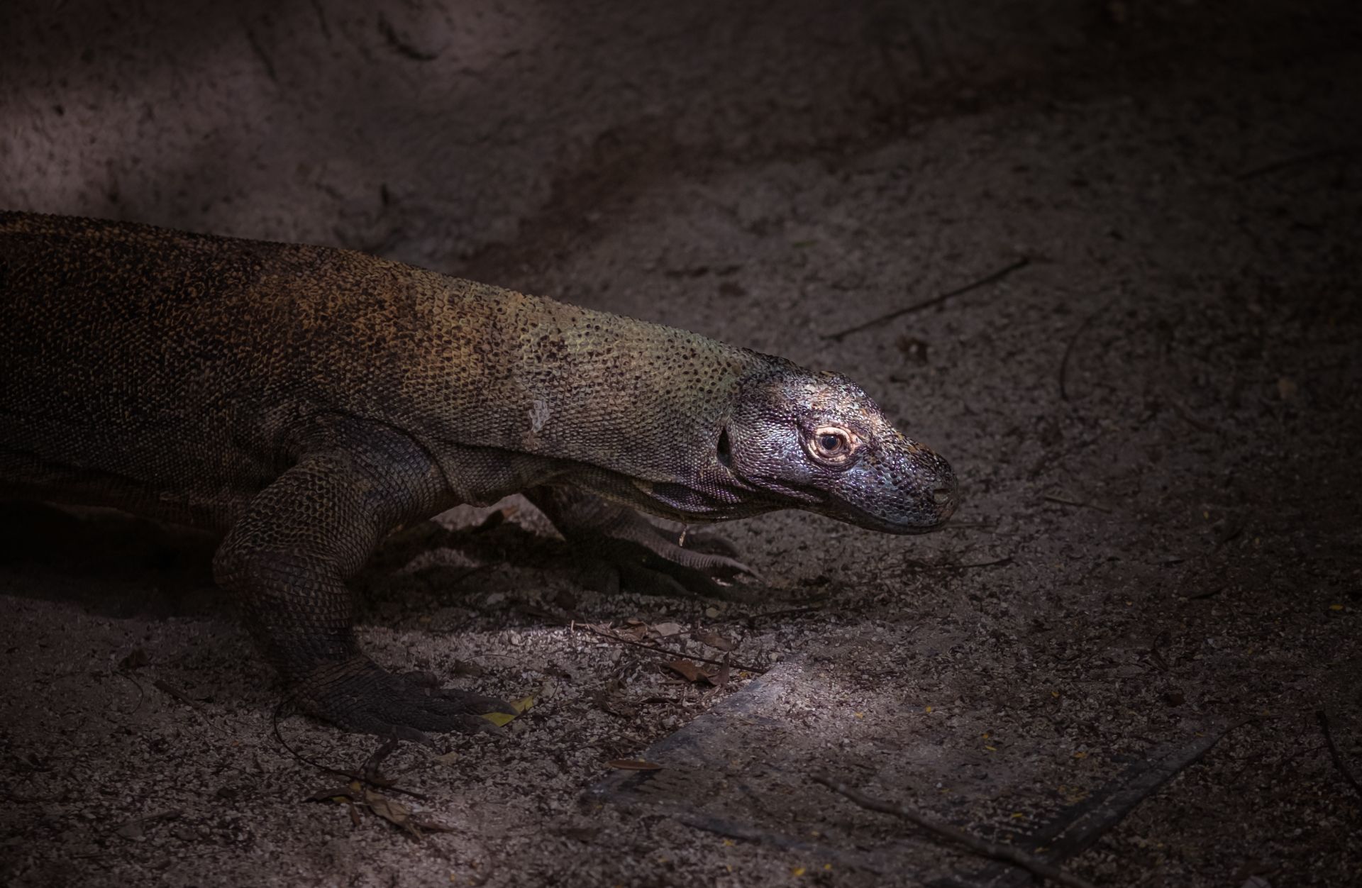 Close-up of a Komodo dragon in its natural habitat, showcasing textured skin and rustic surroundings.